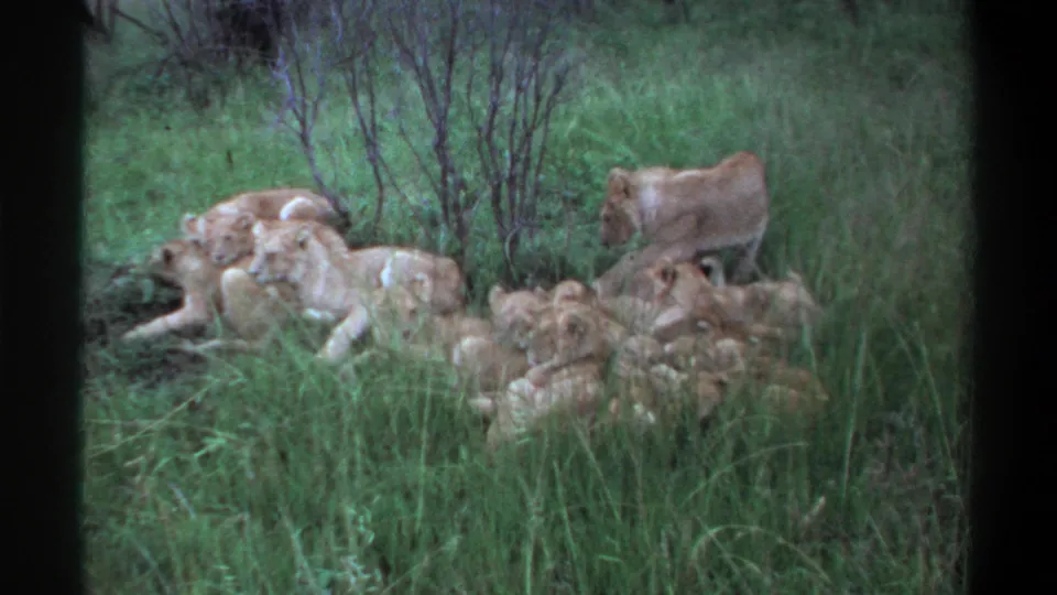 1969 Lagos 8mm frame showing the lioness bending near her cubs as the group rests among tall grass and brush.