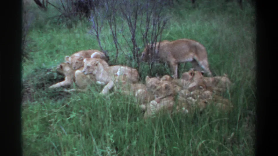 1969 Lagos 8mm frame showing the lioness moving beside resting cubs in green grass, with shrubs in the background.