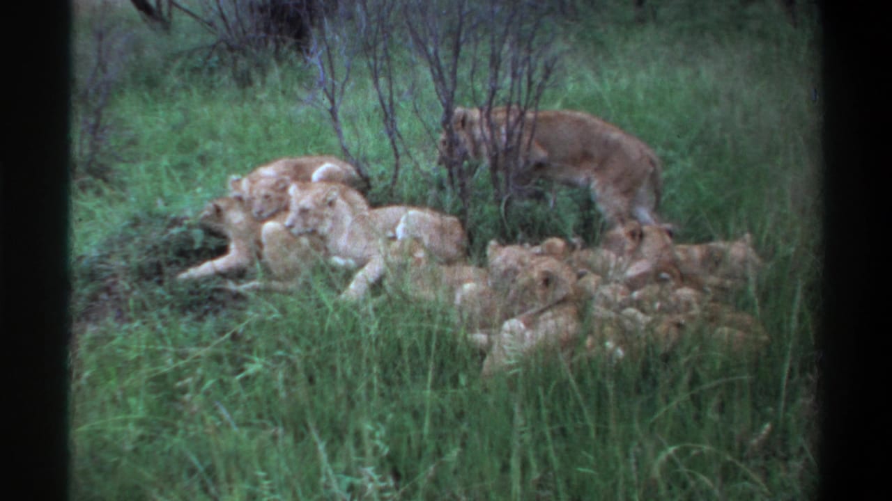 1969 Lagos, Nigeria 8mm frame showing an adult lioness near several lion cubs resting together in tall grass.