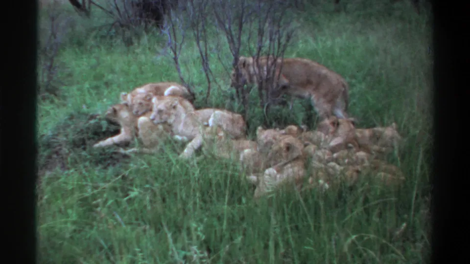 1969 Lagos, Nigeria 8mm frame showing an adult lioness near several lion cubs resting together in tall grass.