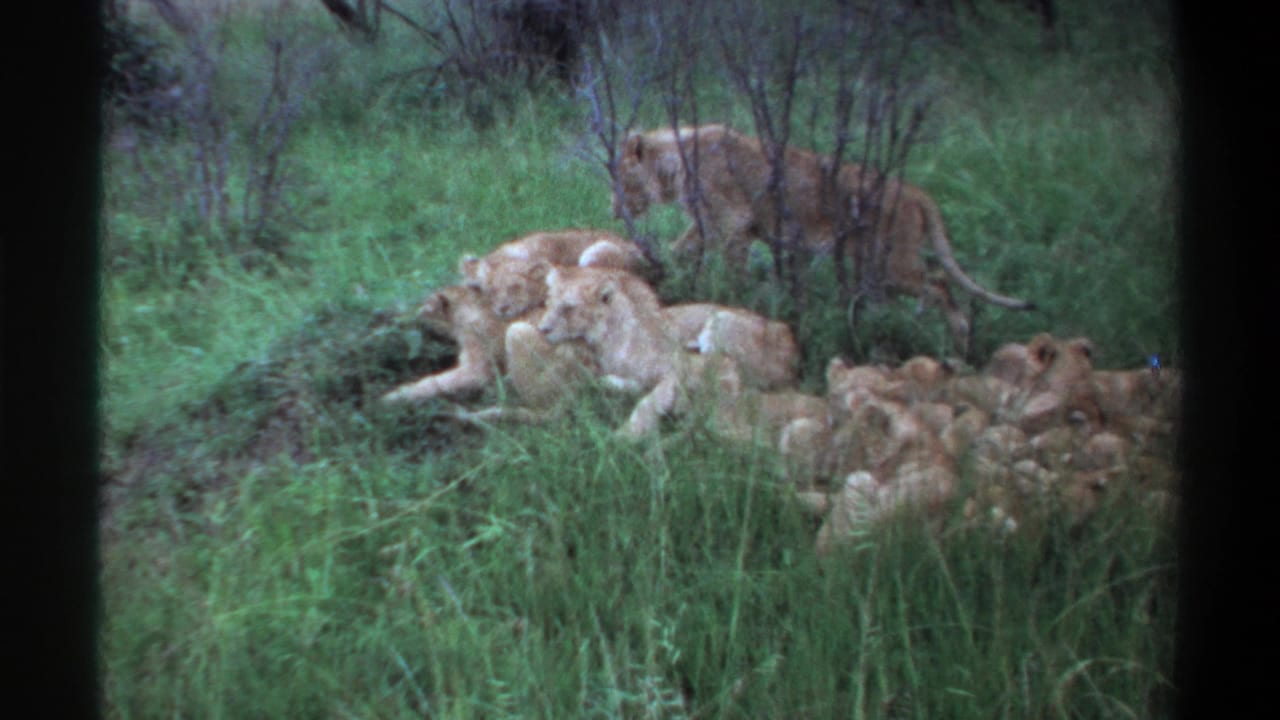 Adult lioness walks behind resting lion cubs in green undergrowth.