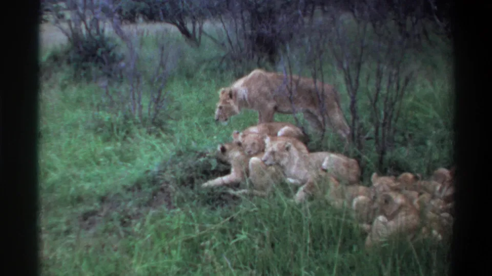 1969 Lagos, Nigeria 8mm frame with an adult lioness beside a group of resting cubs in dense green grass.