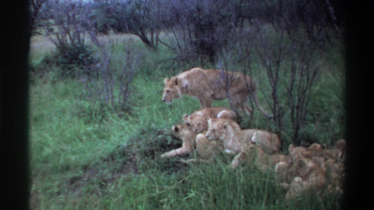 Lioness and cubs resting in tall grass near a bush with trees behind them.