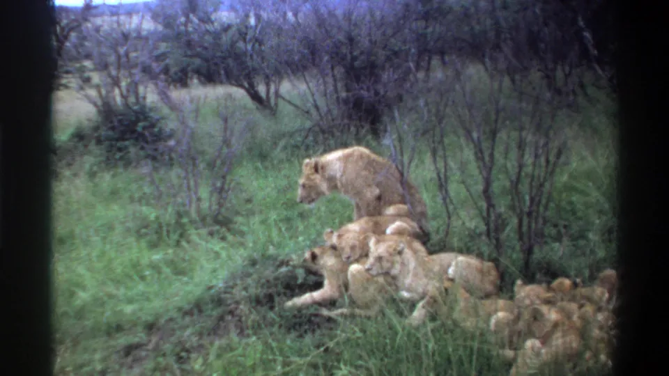 1969 Lagos, Nigeria 8mm frame showing a lioness near a group of cubs partly hidden by tall grass and scrub.