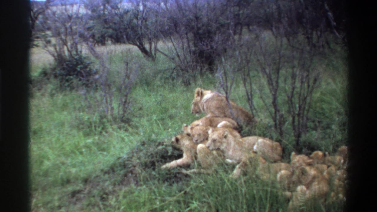 1969 Lagos, Nigeria 8mm frame showing a lioness partly turned away from clustered cubs in tall vegetation.