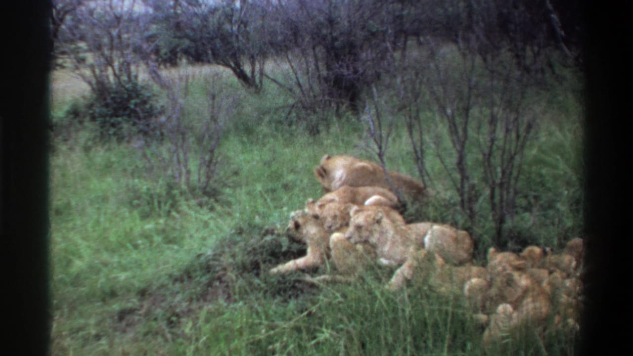 1969 Lagos, Nigeria 8mm frame showing a pride of lions, including cubs, lying in tall green grass near scattered shrubs.