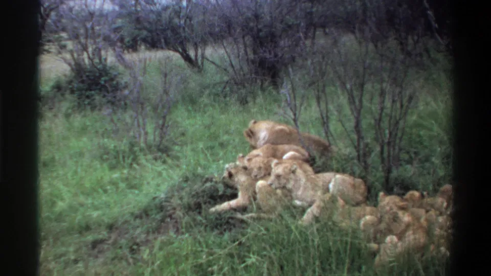 1969 Lagos, Nigeria 8mm frame showing a pride of lions, including cubs, lying in tall green grass near scattered shrubs.