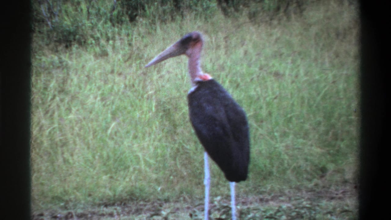 1969 Lagos, Nigeria 8mm frame showing a marabou stork standing in grass, with a long bill, pale legs, and dark body.