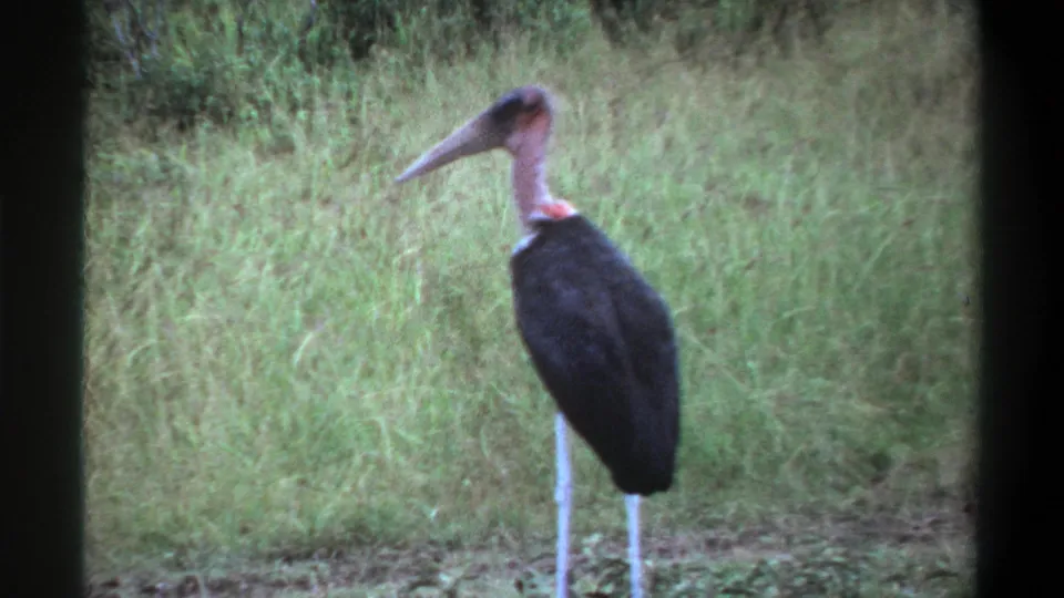 1969 Lagos, Nigeria 8mm frame showing a marabou stork standing in grass, with a long bill, pale legs, and dark body.