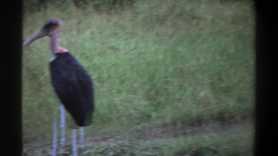 Soft 8mm frame from the Nigeria wildlife footage showing a marabou stork in grass, blurred and partly cropped by the frame edge.