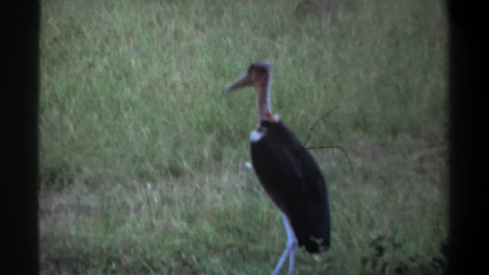 1969 Lagos, Nigeria 8mm frame showing a side view of a marabou stork standing in tall grass with muted color and soft focus.