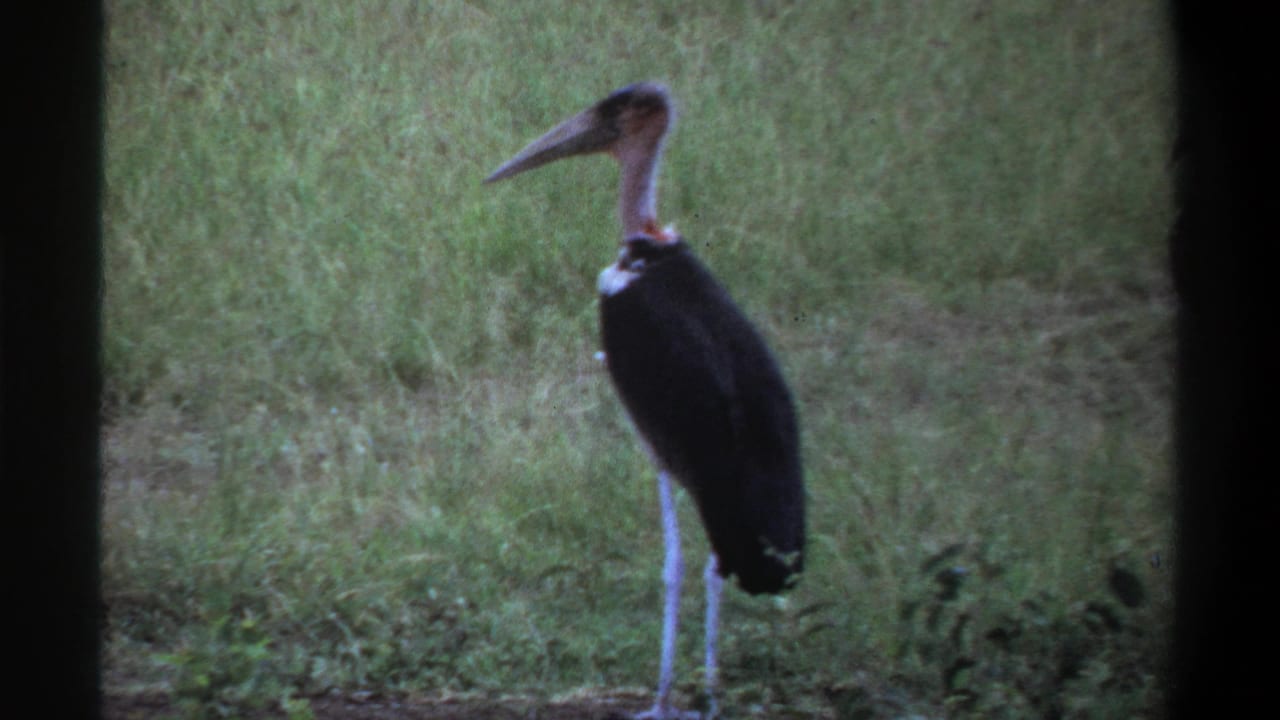 Long-beaked dark bird standing in tall grass beside dark vertical frame edges.