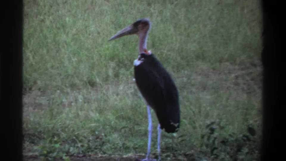 1969 Lagos 8mm frame showing a large long-beaked stork standing in a grassy field with soft focus and film grain.
