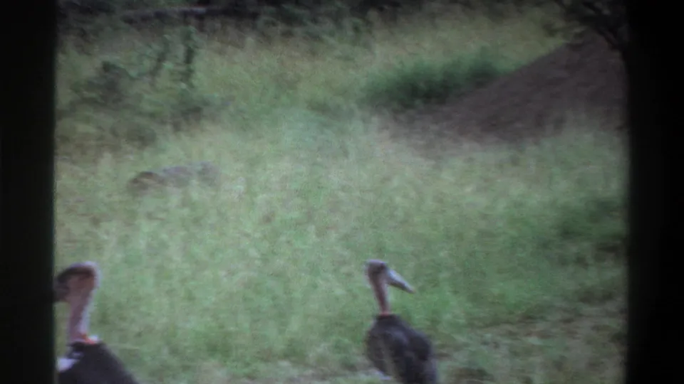 Two large storks appear at different distances in a grassy Lagos field, recorded with a soft 8mm home-movie look.