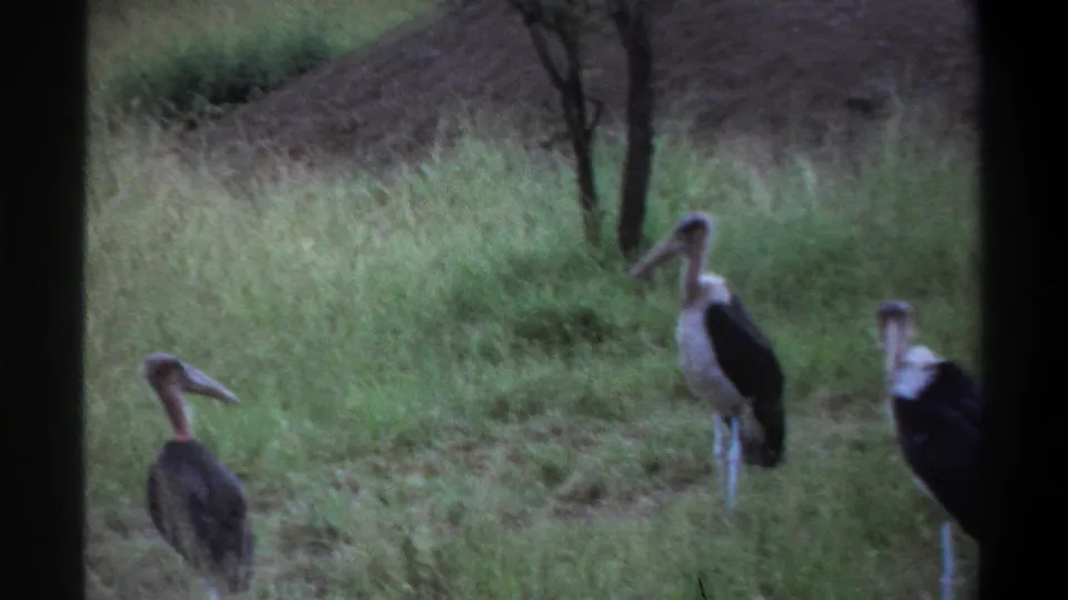 A 1969 Lagos home-movie frame shows multiple storks in a grassy area with a tree trunk and dirt mound behind them.