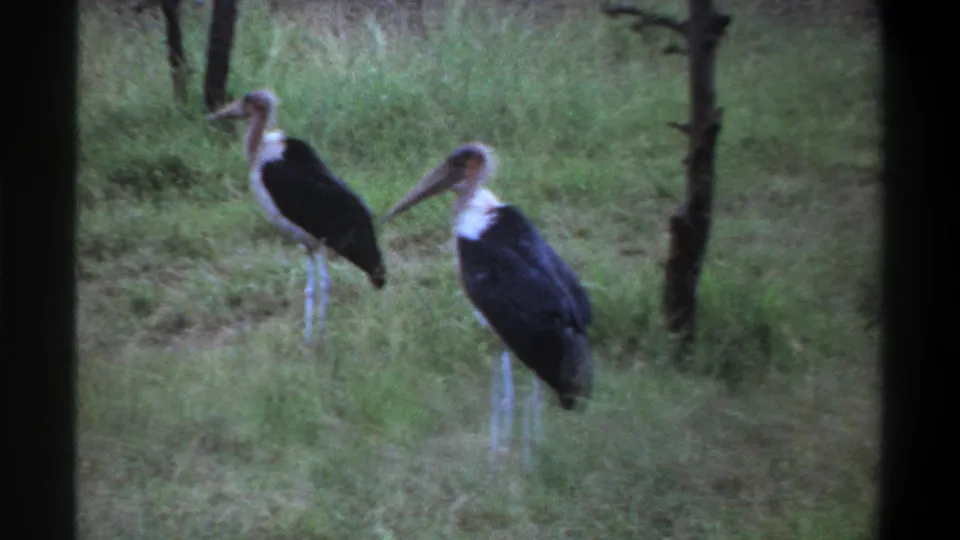 Two long-legged storks stand in a grassy Lagos field near a bare tree trunk, with muted color and visible 8mm grain.