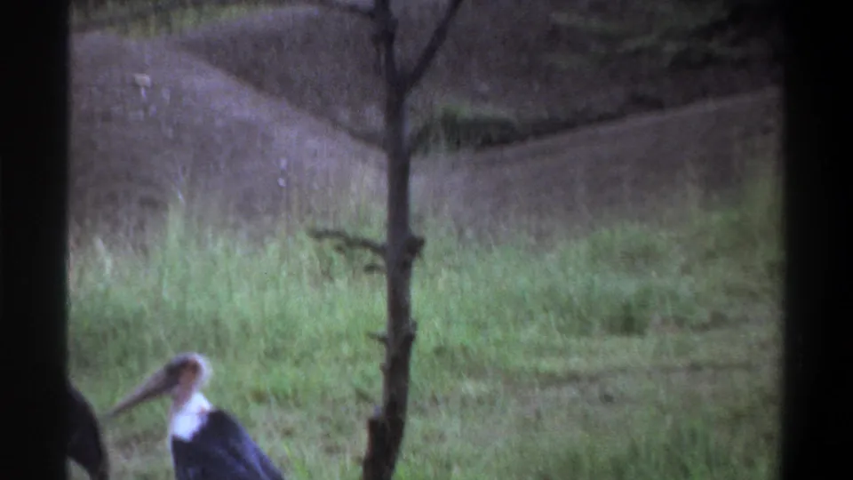 1969 Lagos home-movie frame showing a large stork-like bird in grass beside a small tree and muted earth-toned bank.