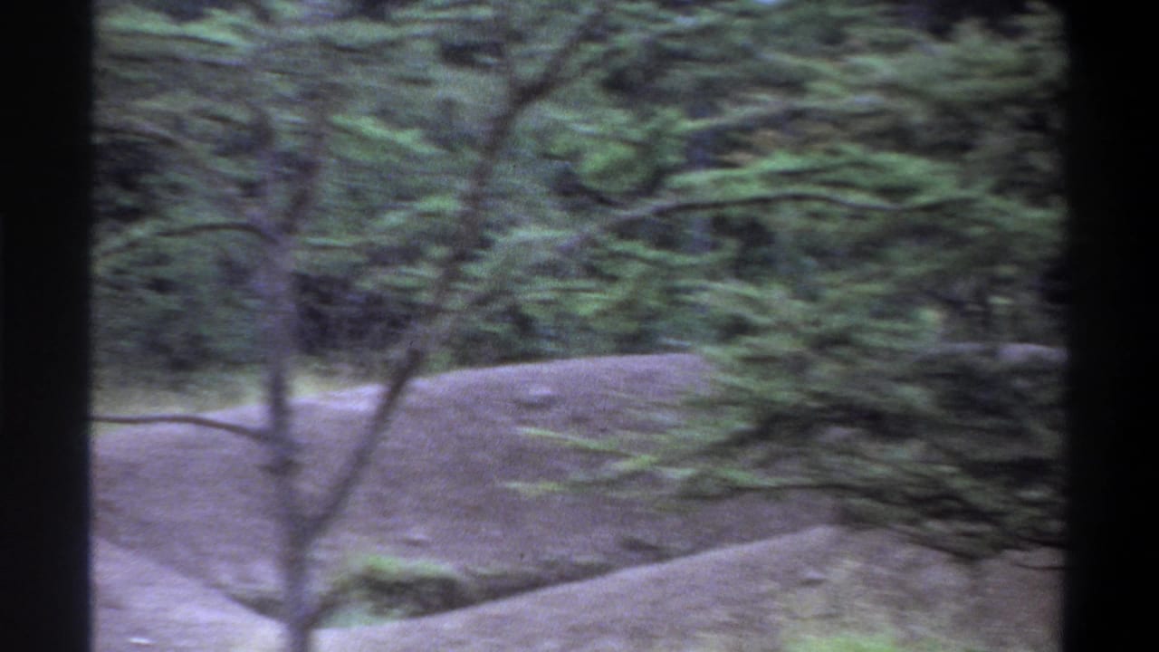 1969 Lagos home-movie frame showing a quiet tree-lined outdoor area with grass, foliage, and an earth-toned slope.