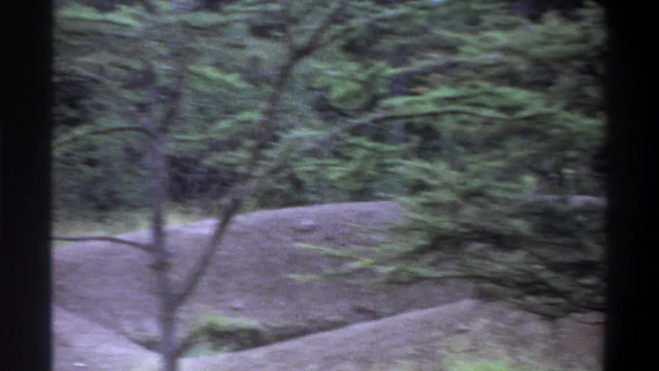 1969 Lagos home-movie frame showing a quiet tree-lined outdoor area with grass, foliage, and an earth-toned slope.