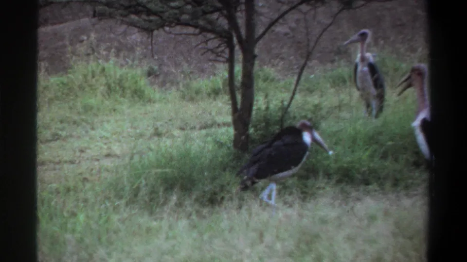 1969 Lagos home-movie frame showing several large stork-like birds in grass, partly framed by thin tree trunks.