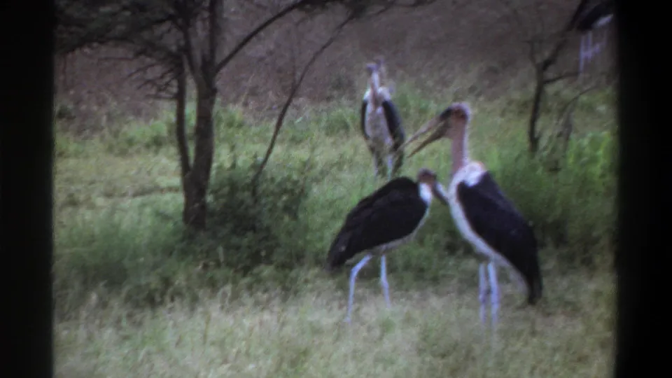 1969 Lagos home-movie frame showing a group of large stork-like birds standing together in grass near scattered trees.