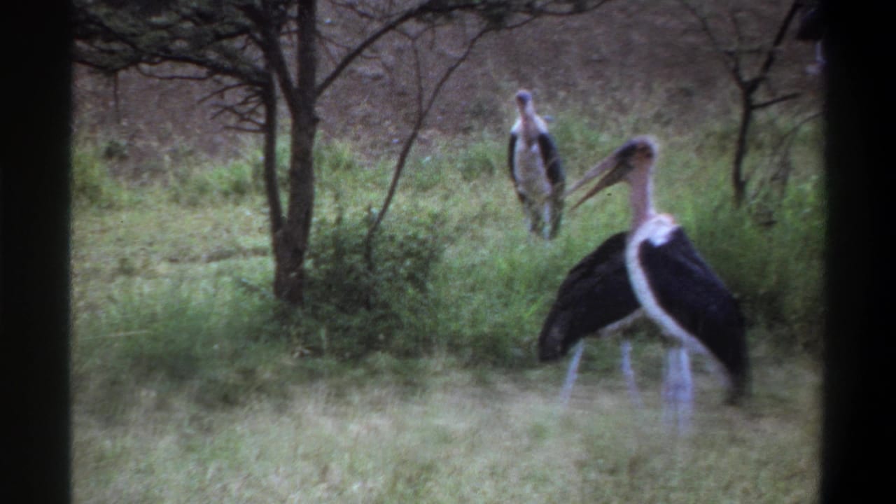 Large black and white storks standing in grass among thin trees.