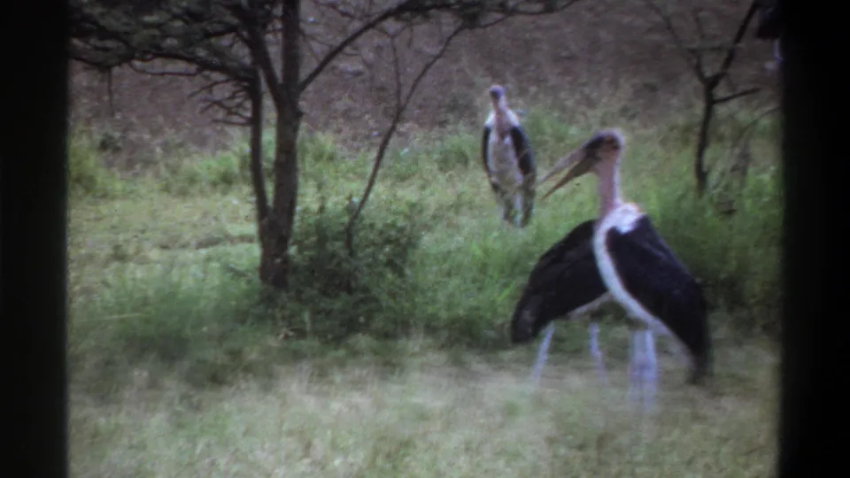 1969 Lagos 8mm frame showing large marabou storks foraging in grass beneath sparse trees.