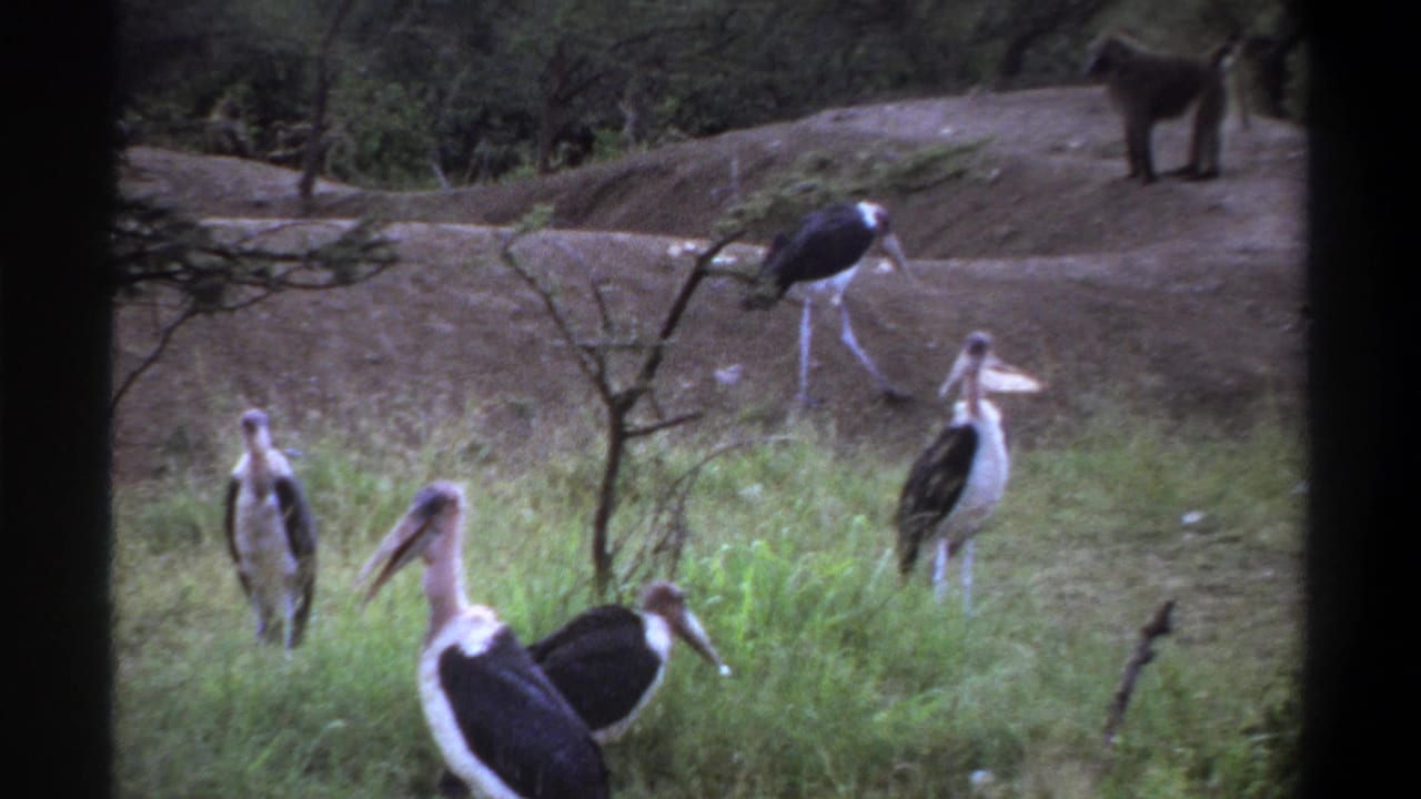 1969 Lagos wildlife frame with marabou storks in grass and a baboon standing on a bare mound behind them.