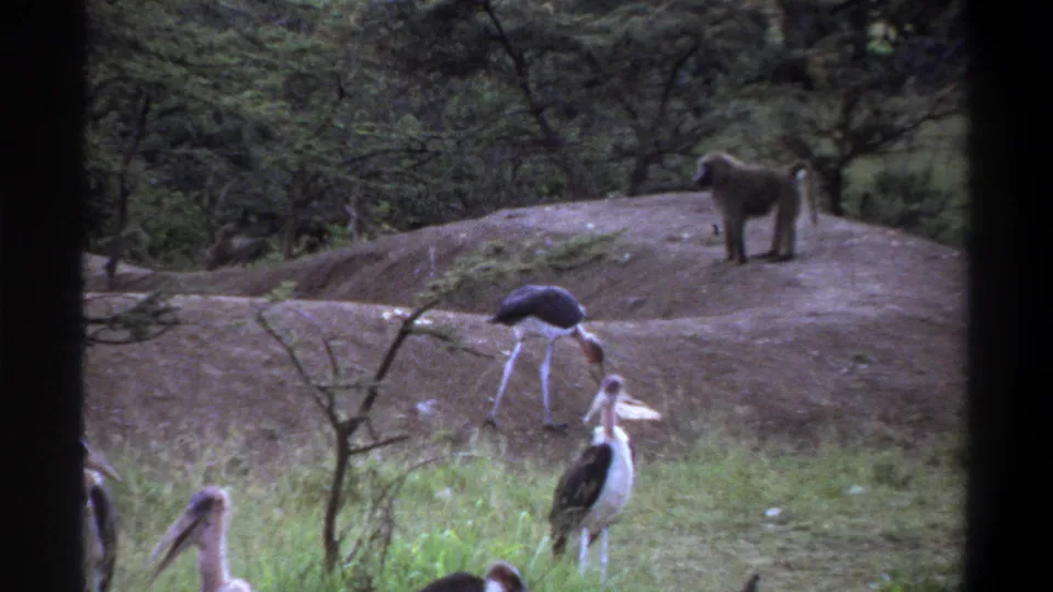 1969 Lagos 8mm frame showing storks feeding near grass and a baboon watching from a raised mound.