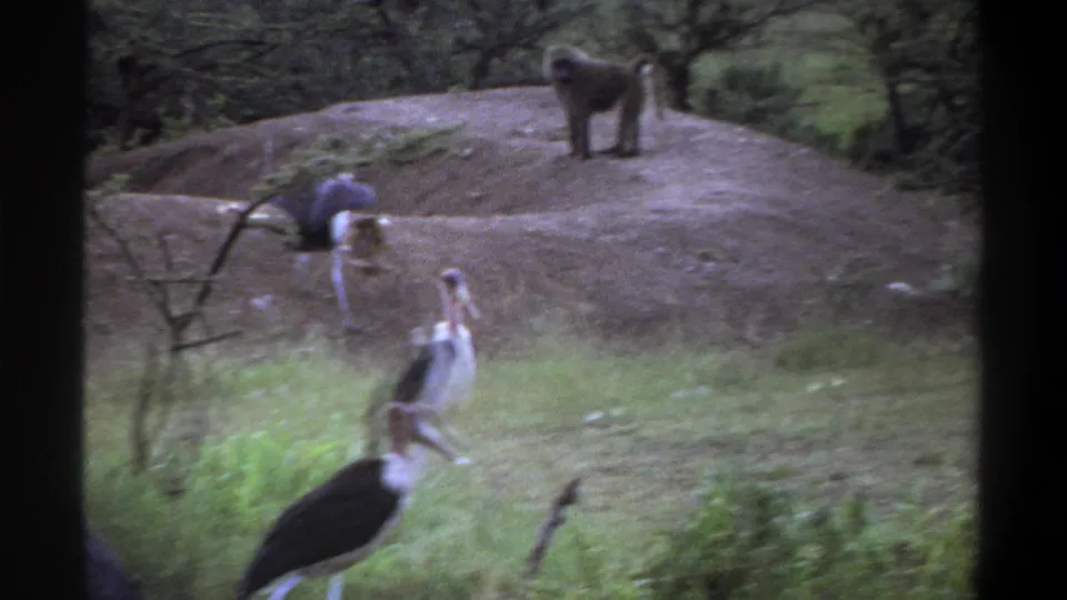 1969 Lagos home-movie frame with marabou storks crossing grass and a baboon visible on the raised ground behind.