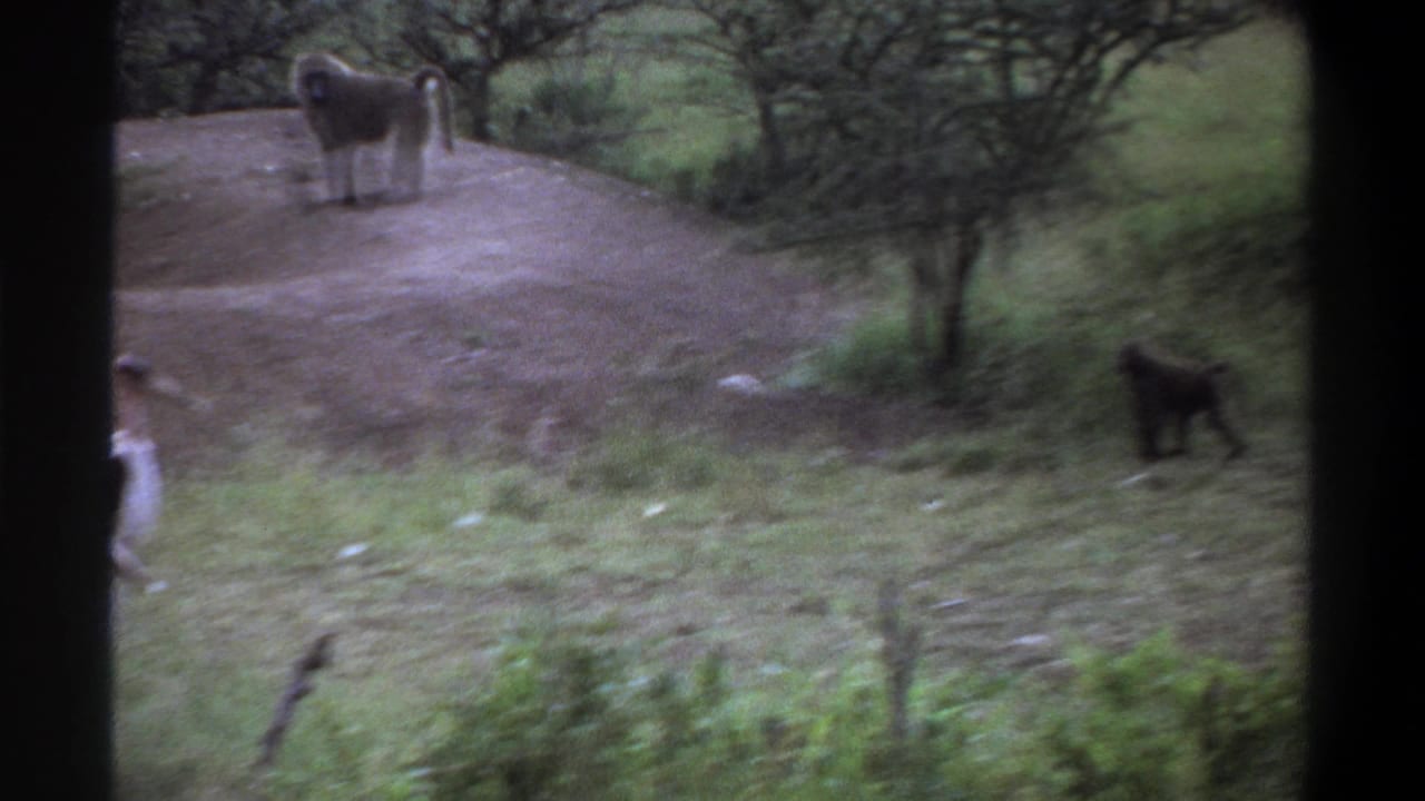 Baboons move near a dirt mound and grassy vegetation behind dark film borders.