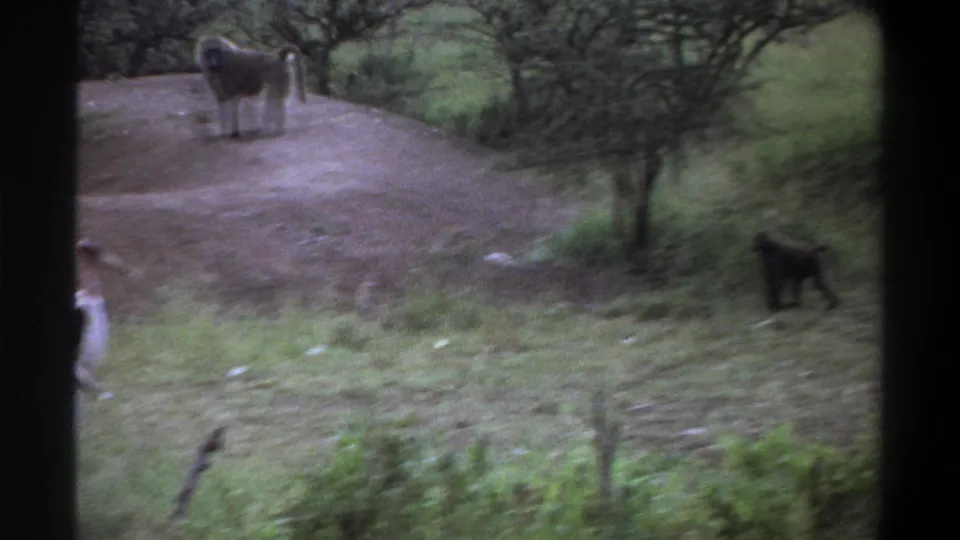 1969 Lagos 8mm frame showing baboons near a dirt mound, shrubs, and tall grass with dark vertical film borders.