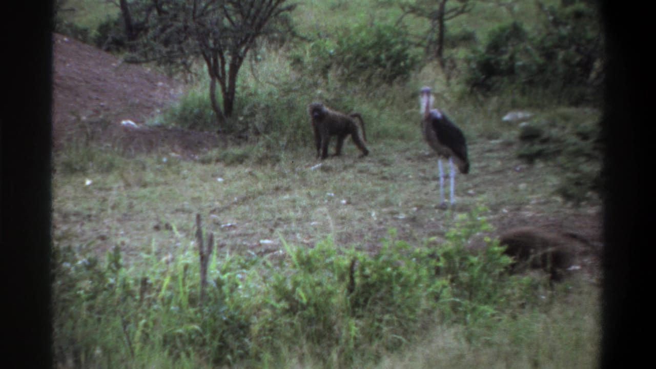 1969 Lagos wildlife frame with a marabou stork standing alert near baboons in grass and low brush.