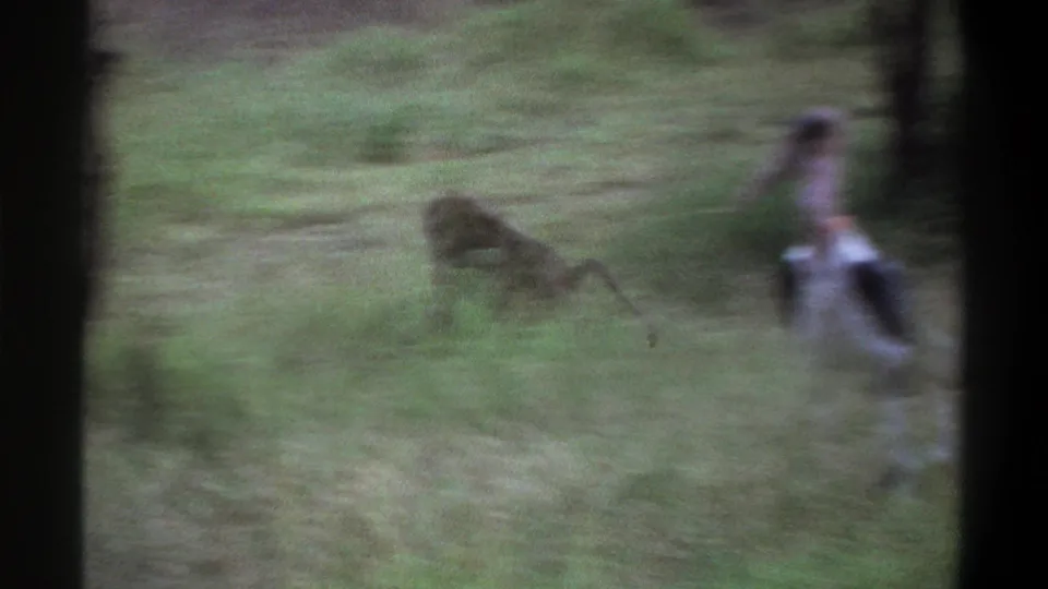 Motion-blurred 1969 Lagos 8mm frame with a baboon and marabou stork crossing a grassy habitat.