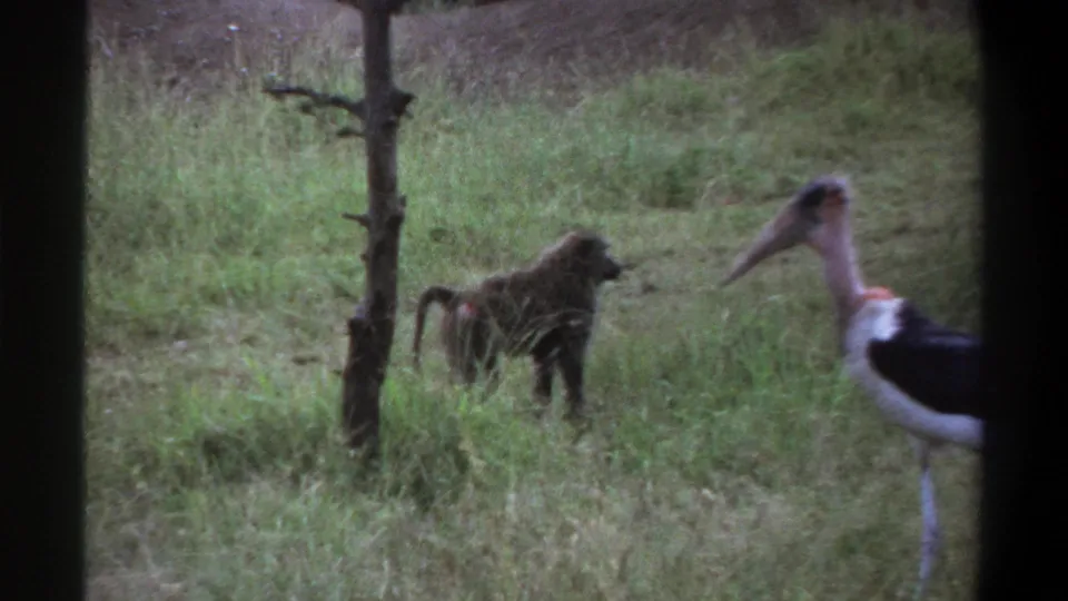 1969 Lagos 8mm frame showing a baboon in grass beside a close marabou stork and a slim tree trunk.