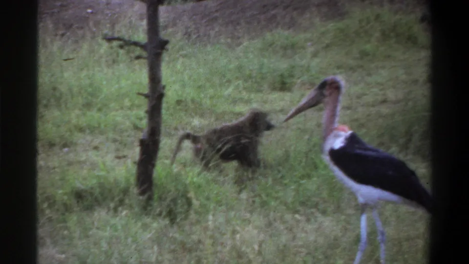 1969 Lagos 8mm frame showing a marabou stork in grass with a baboon in the background, viewed through a dark window edge.