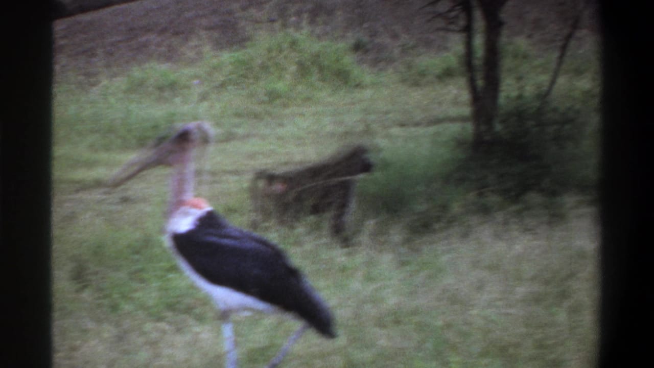 1969 Lagos home-movie frame of a marabou stork walking in a grassy area while a baboon remains in the background.