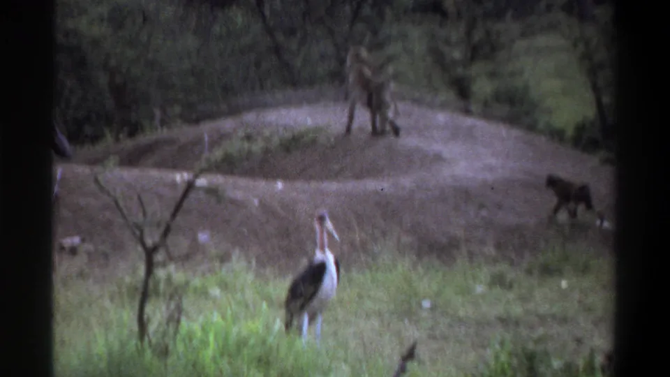 1969 Lagos 8mm frame showing a stork below a low earthen rise, with baboons visible on and beside the mound.