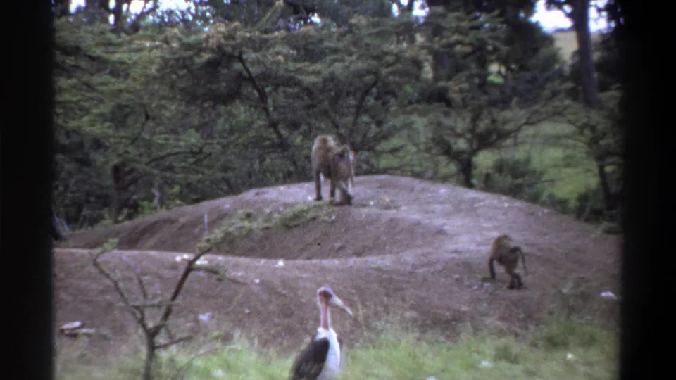 1969 Lagos home-movie frame with baboons on a low mound, trees behind them, and a marabou stork partly visible near the bottom edge.