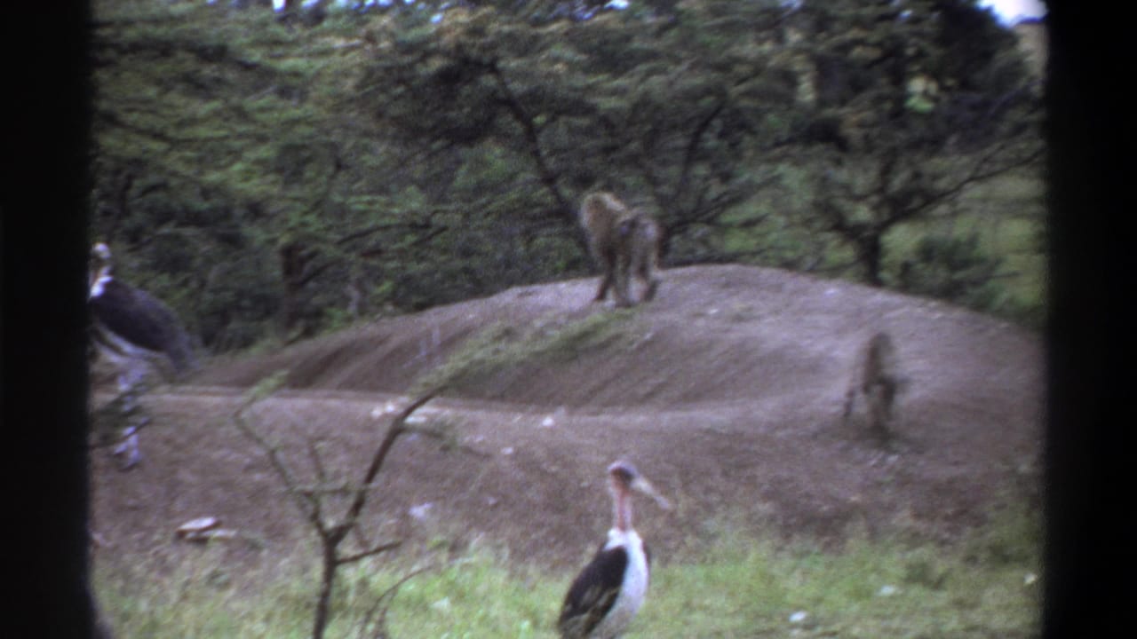 1969 Lagos 8mm frame showing marabou stork-like birds near dirt mounds with baboons in the background of a wooded enclosure.