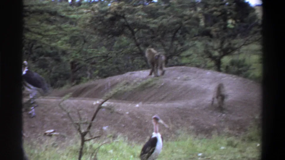 1969 Lagos 8mm frame showing marabou stork-like birds near dirt mounds with baboons in the background of a wooded enclosure.