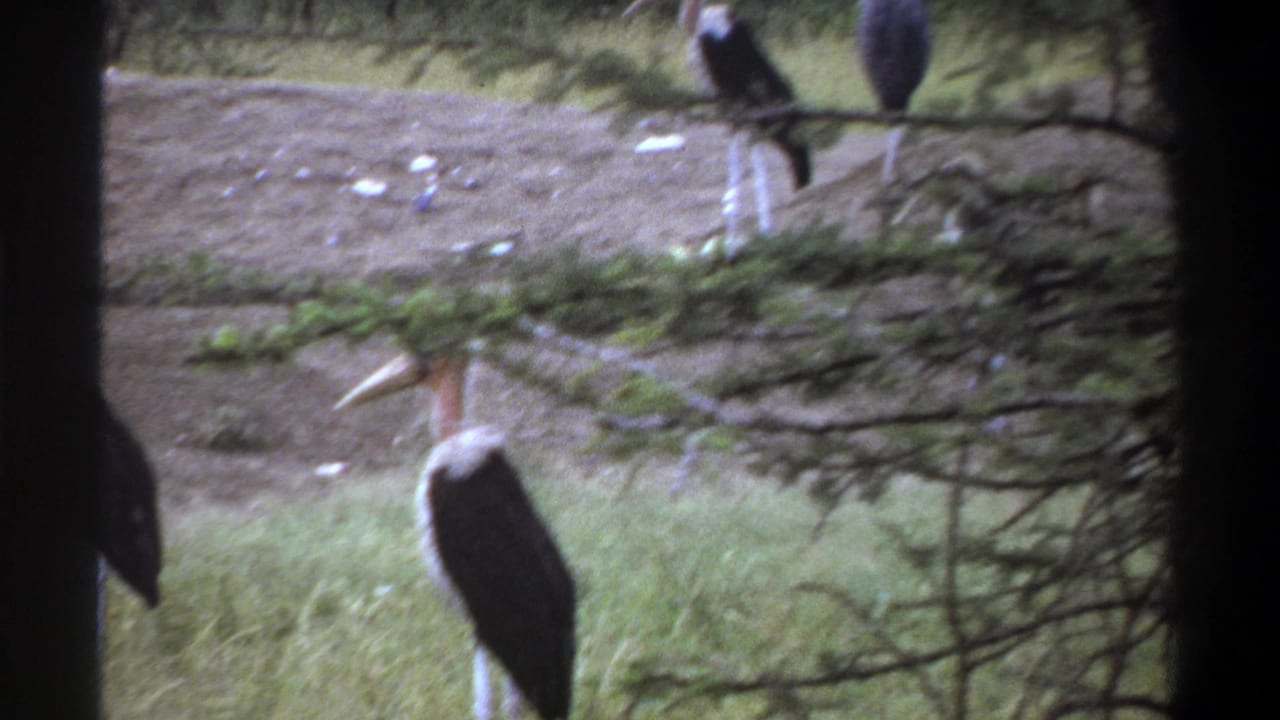 1969 Lagos home-movie frame with tall marabou stork-like birds standing across a grassy dirt enclosure behind dark film edges.