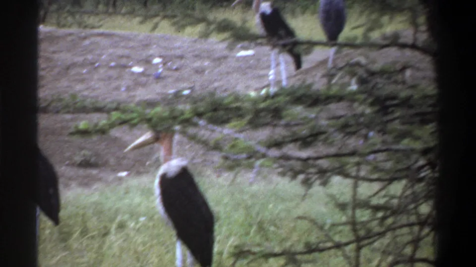 1969 Lagos home-movie frame with tall marabou stork-like birds standing across a grassy dirt enclosure behind dark film edges.