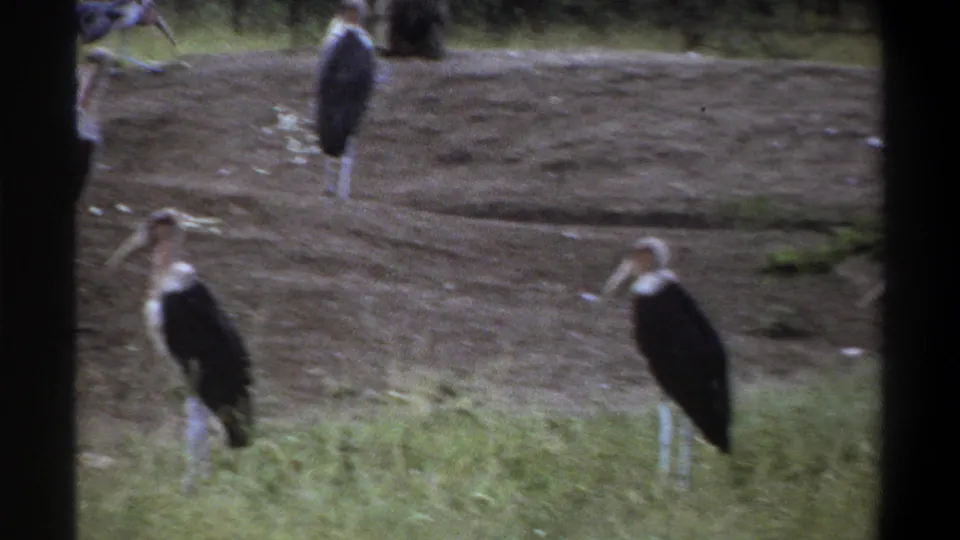 1969 Lagos 8mm frame showing several marabou stork-like birds in a soft-focused enclosure with a baboon farther back.