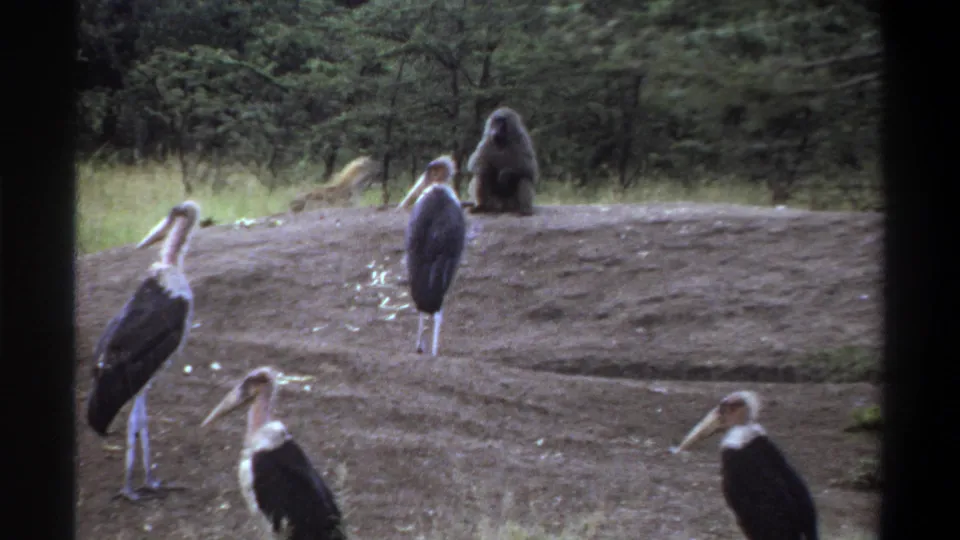 1969 Lagos 8mm frame with marabou stork-like birds in the foreground and baboons seated on a dirt hill in a zoo-like enclosure.