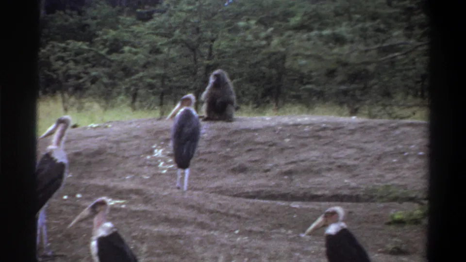 1969 Lagos home-movie frame showing marabou storks on a dirt mound with a seated monkey in a green enclosure behind them.