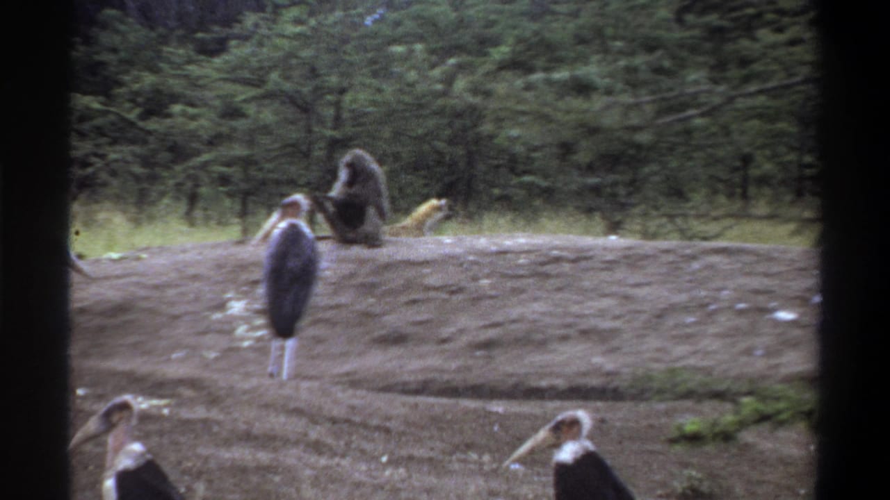 A stork stands in the foreground as a monkey sits on the mound near grass and trees.