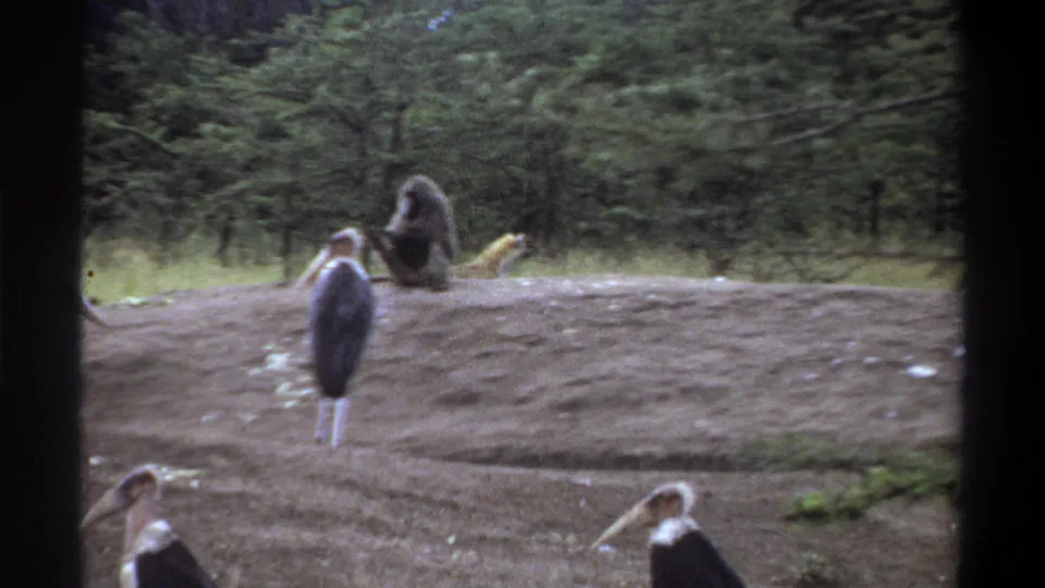 1969 Lagos 8mm frame with a marabou stork in front and a seated monkey farther back in a natural-looking enclosure.