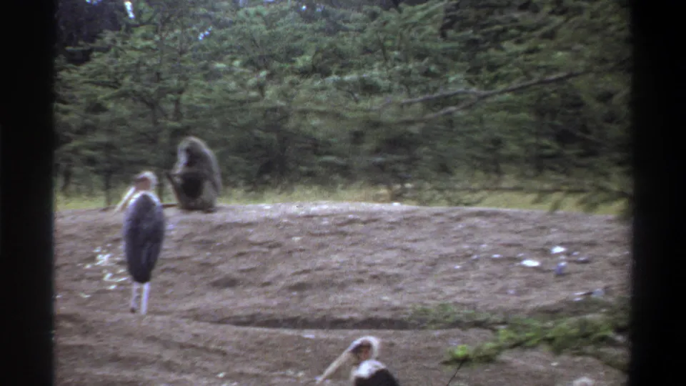 1969 Lagos wildlife frame showing marabou storks around a dirt mound while a monkey sits near the tree line.