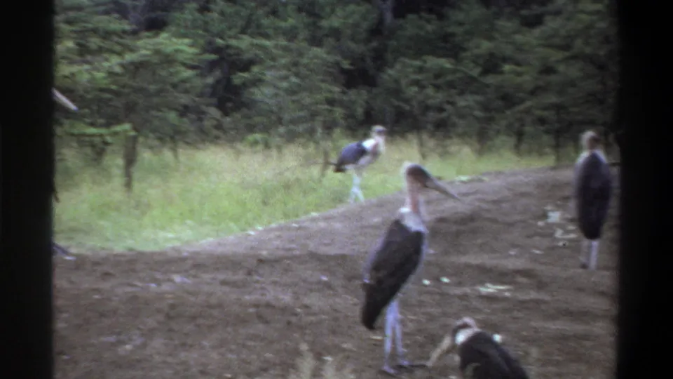 1969 Lagos 8mm frame with marabou storks spread across a dirt mound and grass, with trees in the background.